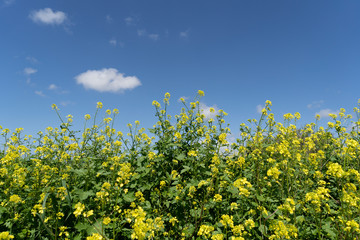 Mustard wild flowers in nature