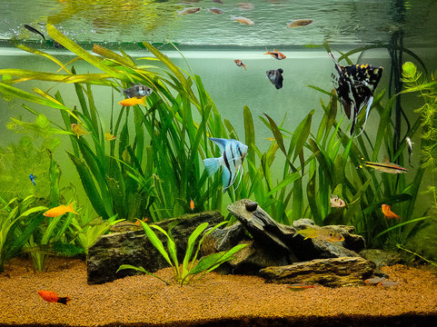 beautiful fishes swimming in a planted tropical freshwater aquarium