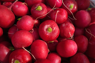  bunch of fresh spring radishes