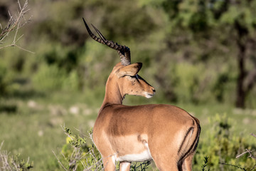 VERY RARE ANTILOPE GAME PORTRAIT