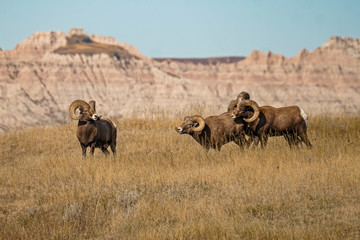 Bighorn Sheep of the Badlands
