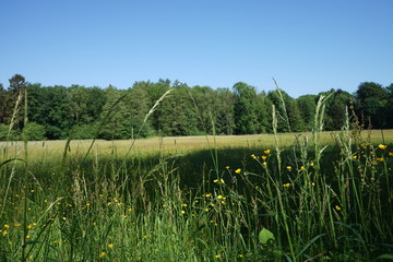 Close Up: Bunte Wiese mit vielen Gräsern und Wildkräuter