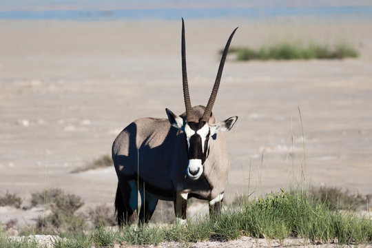 Oryx portrait in its natural habbitat