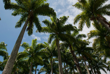Obraz na płótnie Canvas Palm trees from the bottom view