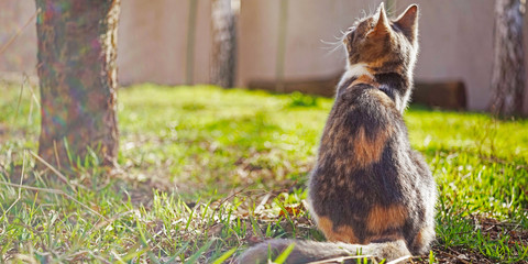 Tricolor kitten sitting near tree on green grass in a sunny garden. Back view.