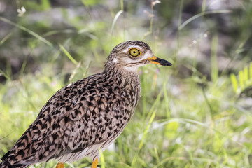 amazing portrait of african thick knee