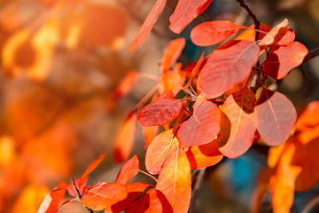 Vibrant orange leaves in autumn. Scenic nature.