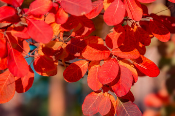 Bright red leaves in autumn. Scenic nature.