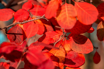 Red leaves in autumn season. Scenic nature.