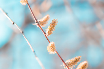 Willow catkins over blue sky. Nature scenic background. - 330395251