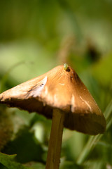 Close up view little green bug walking on the top of a fungus