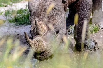 black rhino drinks in the savanah
