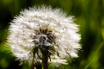 Close up view of Dandelion in full bloom during spring season