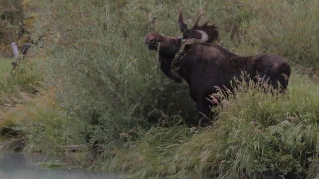Moose eating tall grass by a lake in the Rocky Mountains of Colorado