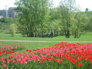 Many red tulips in the city Park in spring among the green lawns.
