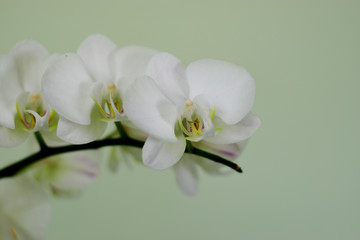 Naklejka na ściany i meble Orquídea