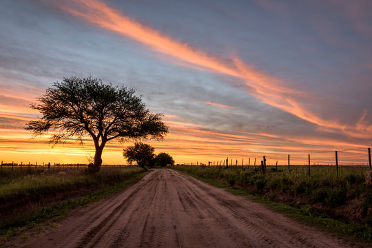 Scene view of a road in the field and a Calden (Prosopis caldenia) tree  silhouette during colorful sunset