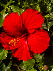 red flower