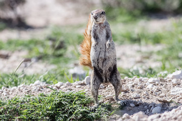 cute cape ground squirrel eating