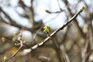 Knospe im Frühling