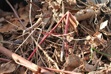 Bioabfall nach Gartenarbeit
