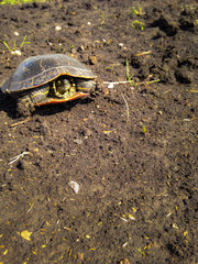 turtle on dirt