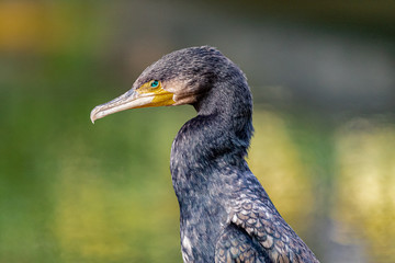 Cormorant