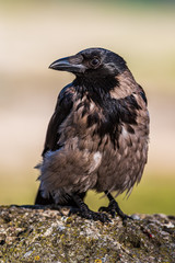 Raven