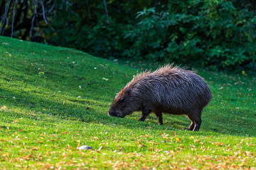 Capybara, giant cavy rodent on the grass