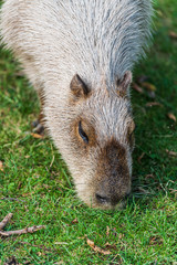 Snout of a Capybara, giant cavy rodent
