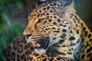 Fototapeta na wymiar Snout of a Leopard
