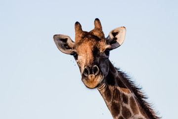 girrafe close up face portrait