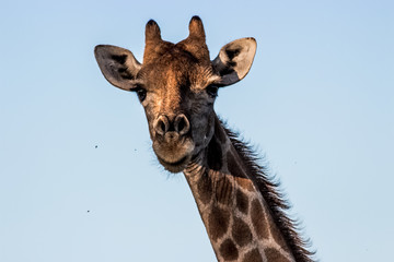 girrafe close up face portrait