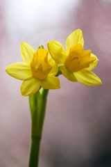 Daffodil spring flower is a symbol of happiness and new beginnings.