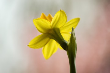 Daffodil spring flower is a symbol of happiness and new beginnings.