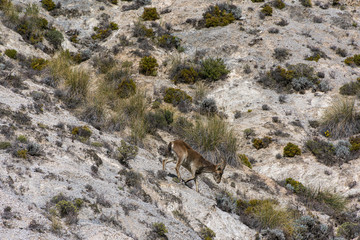 Mountain goat by Dolomite mountain in Sierra Nevada
