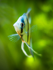 portrait of a zebra Angelfish in tank fish with blurred background (Pterophyllum scalare)