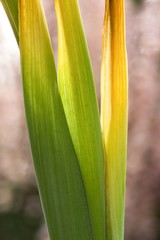 Fototapeta premium Drying leaves of flowers, drought season little water background.