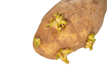 potato with sprouts isolated on white background.