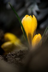 Naklejka premium The first spring flower Crocus, symbol of the arrival of spring time on the background.