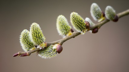 Cats are one of the symbols of spring and Easter. Typically, they are twigs of the willow, with partially budding buds - flowers