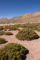 vegetation in the desert highlands of Bolivia  on a sunny day