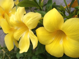 Fresh newly bloom  yellow flowers