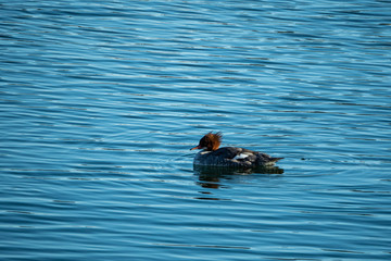 one female merganser duck swimming in the river on a sunny morning