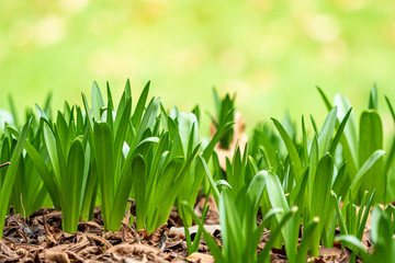 dense green grasses popping up from the ground in the park  with blurry green background