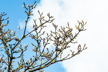 white magnolia flower buds popping up on the branches under cloudy blue sky in the park