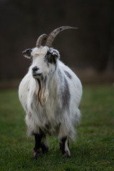Close up Portrait of a Dutch Landrace goat with dorcas horns. Photo taken at Mariapeel, Limburg, the Netherlands.