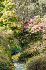 scene of early spring display in the park on a sunny day with pink flowers popping up on the green...