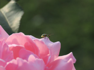 Insect on leaves of a pink flower