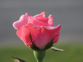 Rose bud in pink color highlighted in the foreground